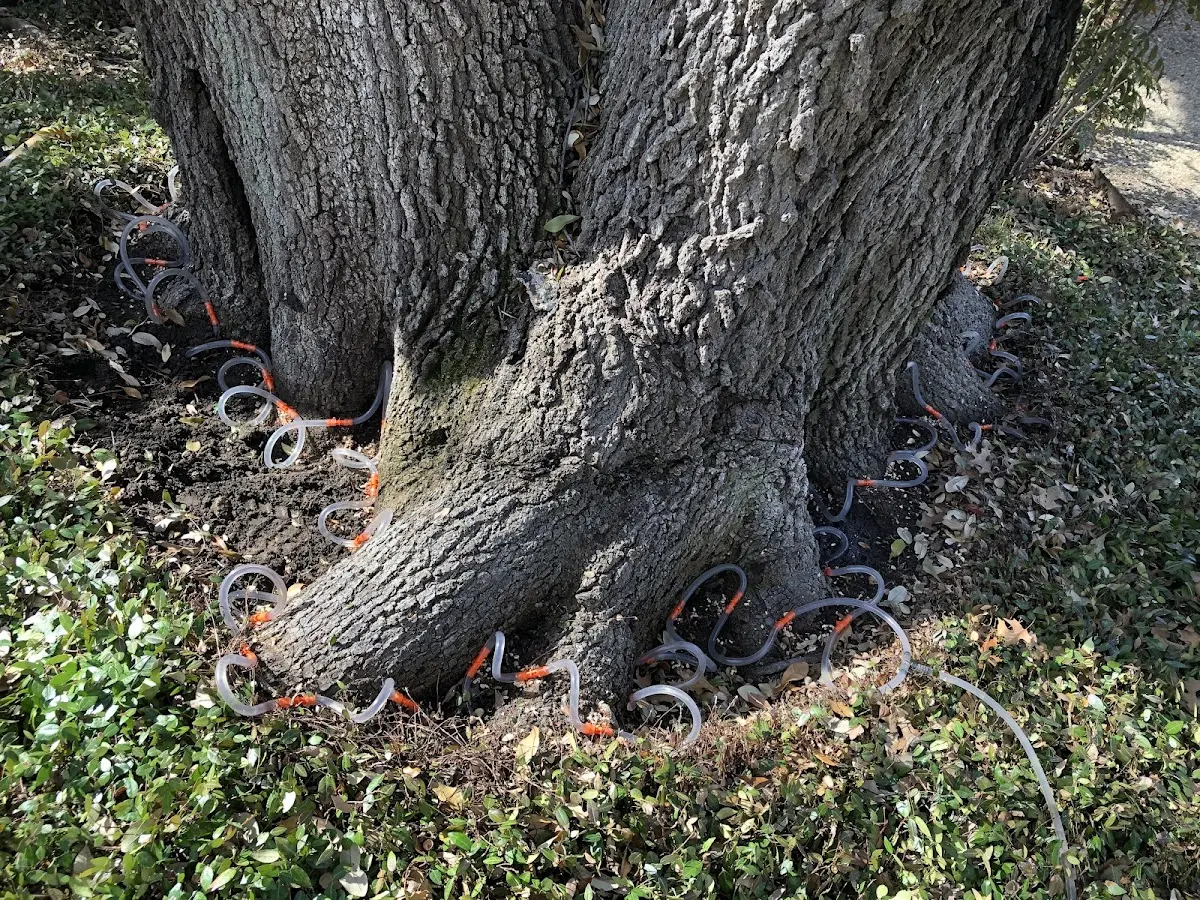 Detailed Tree Cabling and Bracing job site in Lakota