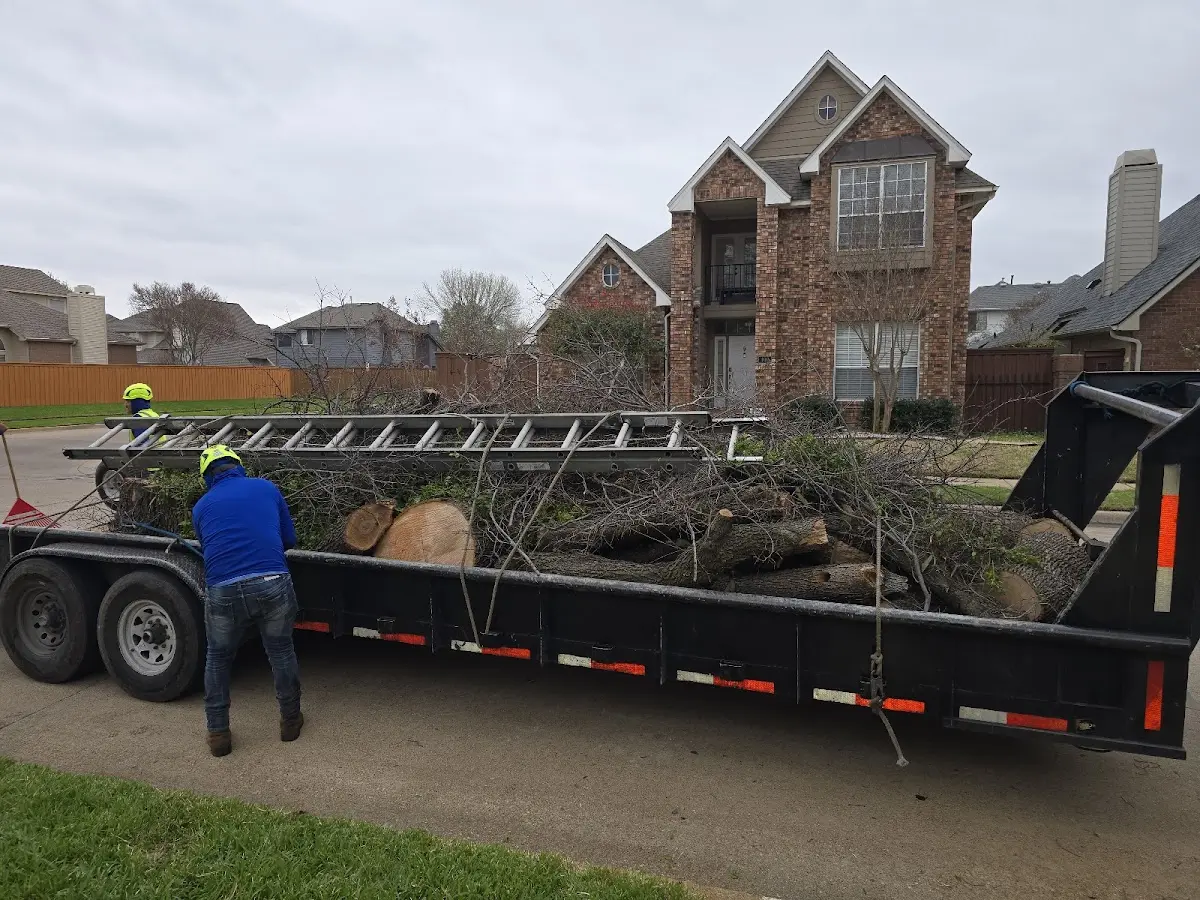 Expert Tree Removal with proper safety equipment in Lakota